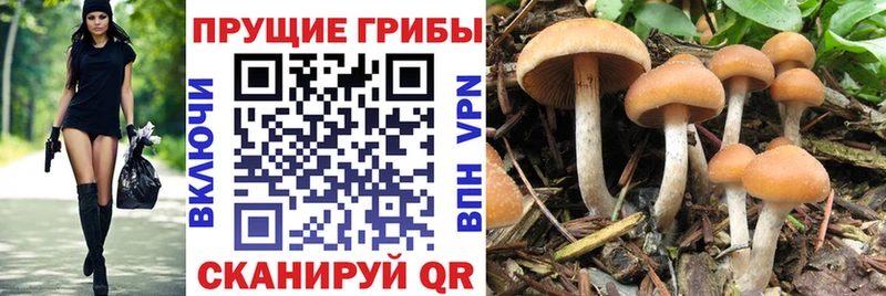 Галлюциногенные грибы Psilocybe  купить  цена  Устюжна 